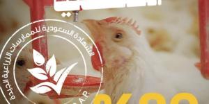 %90 نسبة تغطية «سعودي قاب» لإنتاج الدواجن