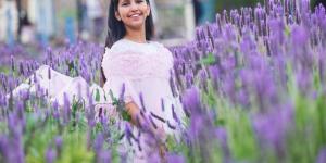 «نبات اللافندر» بالطائف.. يفتح آفاقا استثمارية وسياحية جديدة