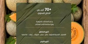 بإنتاج يتجاوز 70.5 ألف طن.. الشمام المنتج محليا يغذي أسواق المملكة بأجود الأصناف