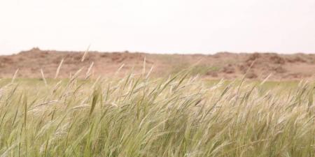 «سافانا الصحراء».. الصمعاء ترسم ملامح الحياة المتجددة وتعكس ثراء الغطاء النباتي