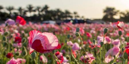 «الديدحان» يلون  صحاري الجوف بالأحمر ويعزز جاذبية الربيع الطبيعي