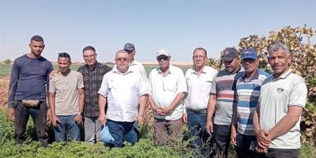 إنتاجية متميزة للنباتات الطبية والعطرية على 350 فدانًا ببلاط في الوادي الجديد