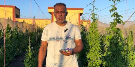 يعالج الشيخوخة وسعره يصل لـ 6 آلاف جنيه، مهندس بالبحيرة ينجح في زراعة الشاي الأزرق النادر (فيديو وصور)