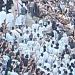 من أفريقيا إلى أسيوط، دير درنكة يتحول لقبلة الحجاج الأفارقة في ختام احتفالاته (فيديو)
