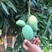 نقيب الفلاحين يكشف سر ارتفاع أسعار المانجو، الحرارة تضرب «العويس والفص» وتراجع الإنتاج 15%