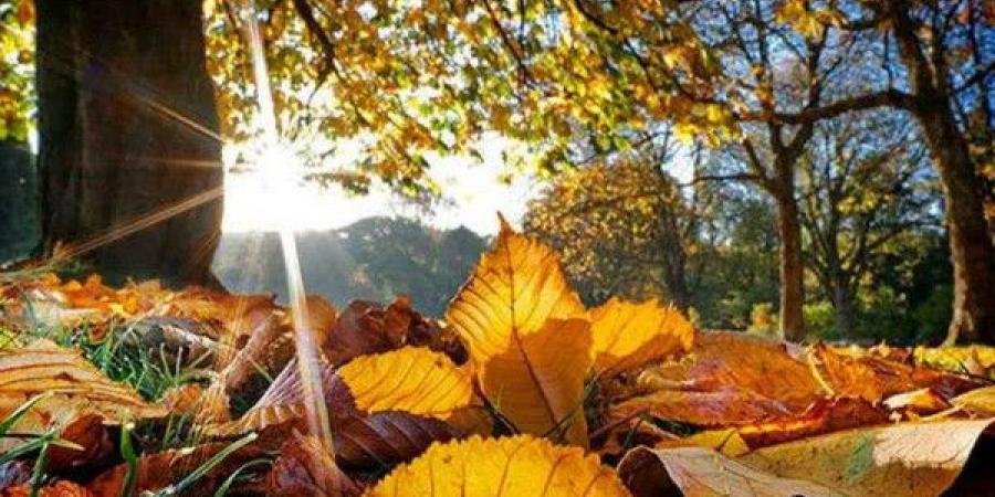 الطقس: بدء انخفاض تدريجي على درجات الحرارة