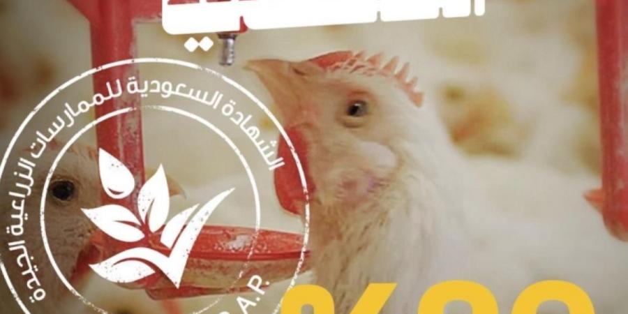 %90 نسبة تغطية «سعودي قاب» لإنتاج الدواجن