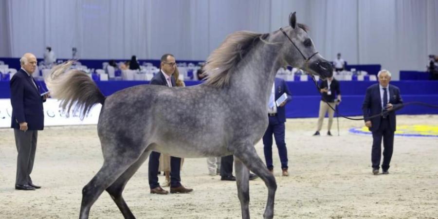 155 خيلاً في الدورة الـ 23 من بطولة دبي للجواد العربي