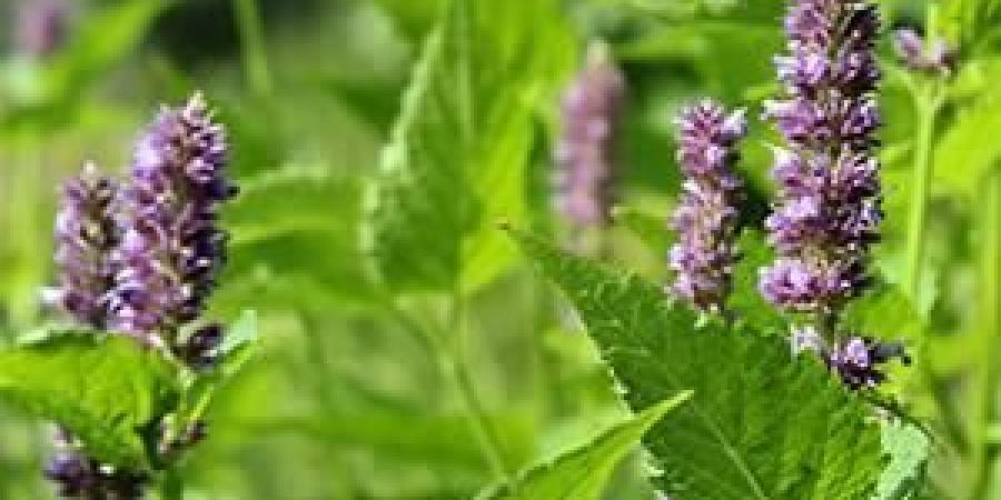 الباتشولي.. زهرة صغيرة تسكن أشهر العطور الشرقية