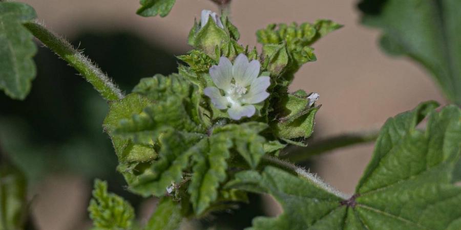 في الربيع.. الخبيز يضفي جمالا على براري الحدود الشمالية