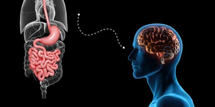 مفاجأة.. دراسة تكشف دور الأمعاء في صحة الدماغ: "النظام الغذائي يُحَسِّن الذاكرة"