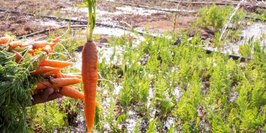مزارع الجوف تتوسع في زراعة الجزر.. والأهالي يعززون تنوع الإنتاج الزراعي
