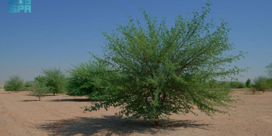 محمية الملك عبدالعزيز الملكية تؤهل +60% 
من أول مليون هكتار من أراضي الغطاء النباتي