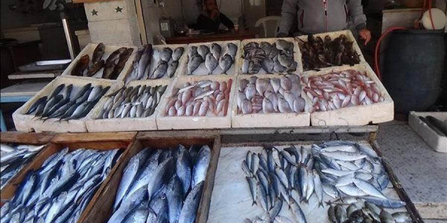 أسعار السمك اليوم الخميس، انخفاض جديد في البلطي وارتفاع 3 أصناف 20 جنيها