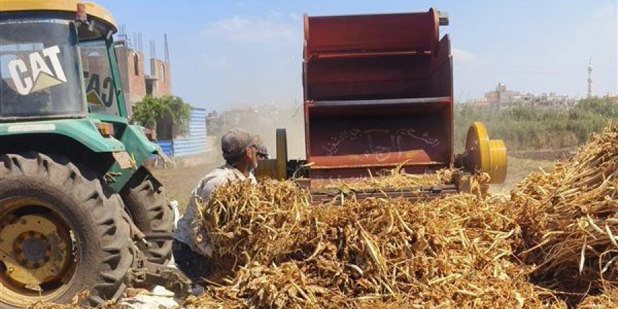 بتر كف عامل أثناء تشغيل ماكينة دراسة القش في الدقهلية