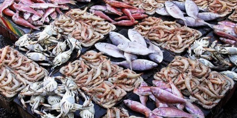 أسعار السمك اليوم الأحد، ارتفاع مفاجئ في البلطي وانخفاض البوري 30 جنيهًا