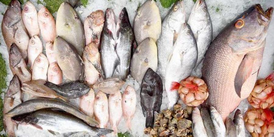 أسعار السمك اليوم، انخفاض كبير في 4 أصناف ليس من بينهم البلطي وقفزة بالبوري