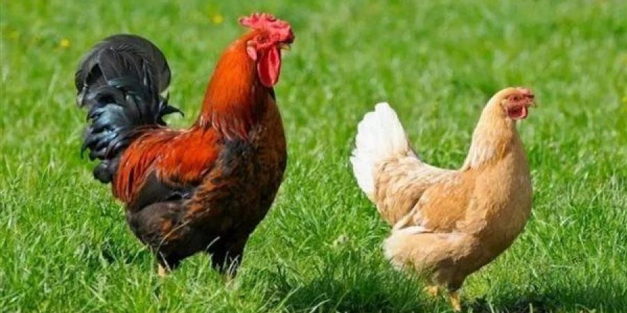 البيضاء تبدأ بـ 65 جنيها، سعر الفراخ اليوم الأربعاء 24 يونيو 2026
