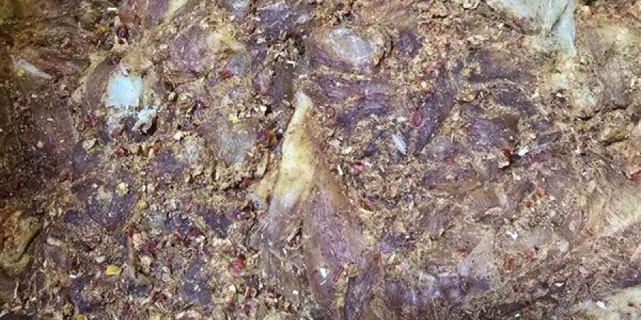 ضبط 250 كيلو لحوم ودواجن فاسدة داخل مخازن مطاعم ببنها
