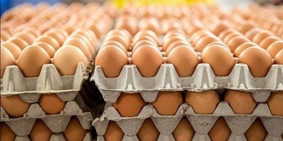 سعر كرتونة البيض اليوم السبت في بورصة الدواجن