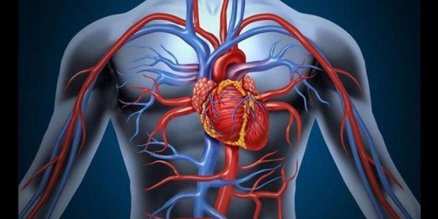 مخاطر مقاومة الأنسولين على شرايين القلب