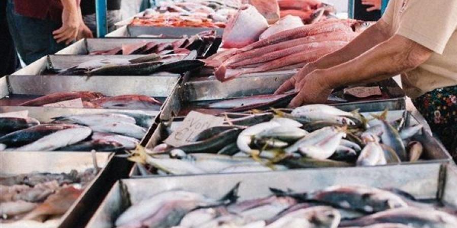 أسعار السمك اليوم، البلطي يسجل 63 جنيها وقفزة في 4 أنواع منها البوري والمكرونة