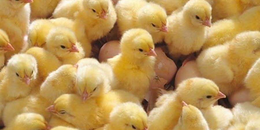 ارتفاع 6 أنواع، أسعار الكتاكيت والبط اليوم السبت في بورصة الدواجن