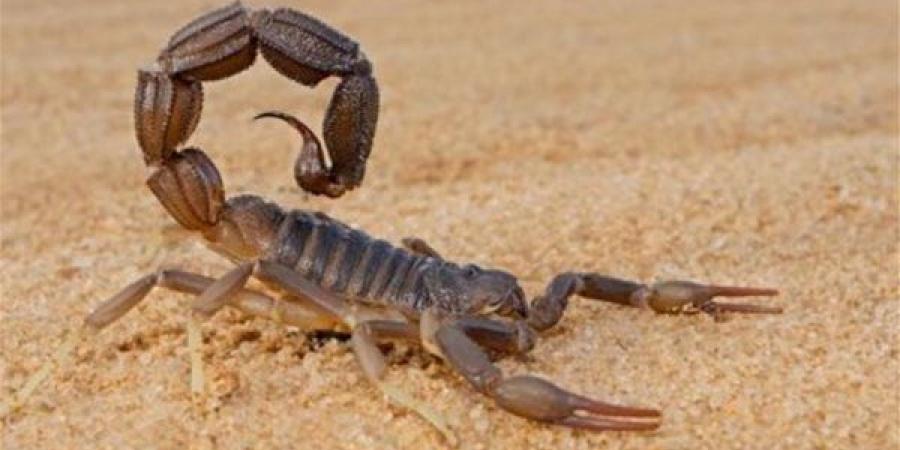 تفسير رؤية العقرب في المنام وعلاقتها بالانتصار على الأعداء