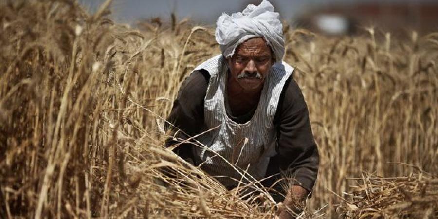 لن تحقق الأمن الغذائي، خبير يكشف خطايا حكومة مدبولي في حق الزراعة بمصر