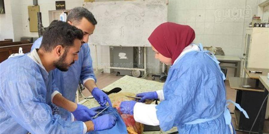بيطري بني سويف ينجح في إجراء تدخلين جراحيين لإنقاذ قطة ونعجة عشار