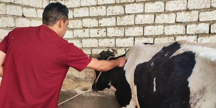 تحصين 41 ألفا و979 رأس ماشية ضد الحمى القلاعية في المنيا